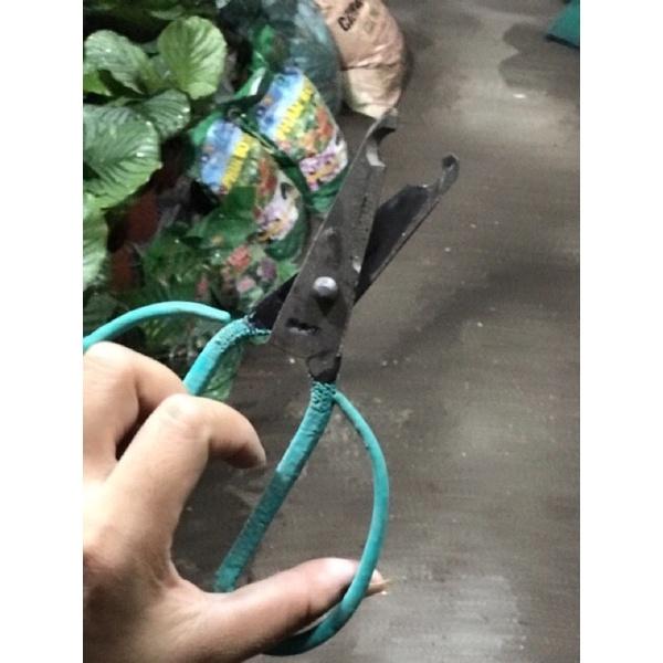 Kéo khoanh vỏ cắt cây