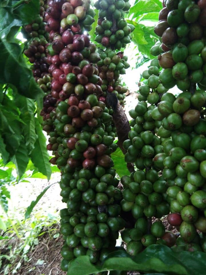 1 KG HẠT GIỐNG CÀ PHÊ THIỆN TRƯỜNG CAO SẢN - TỶ LỆ NẢY MẦM CAO.