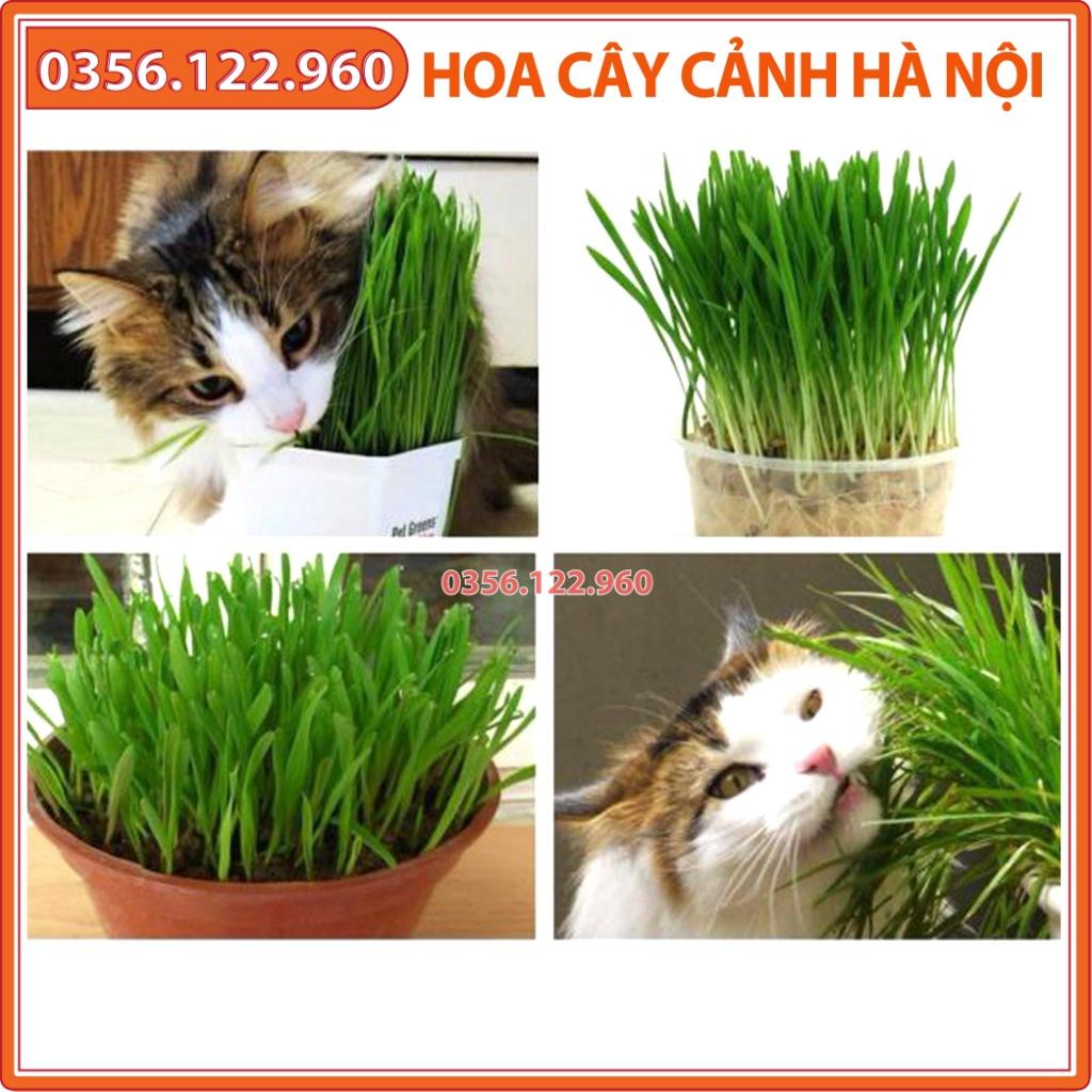 Hạt giống cỏ lúa mì, lúa mạch 500g - cỏ chó mèo kích thích tiêu hóa, giàu dinh dưỡng