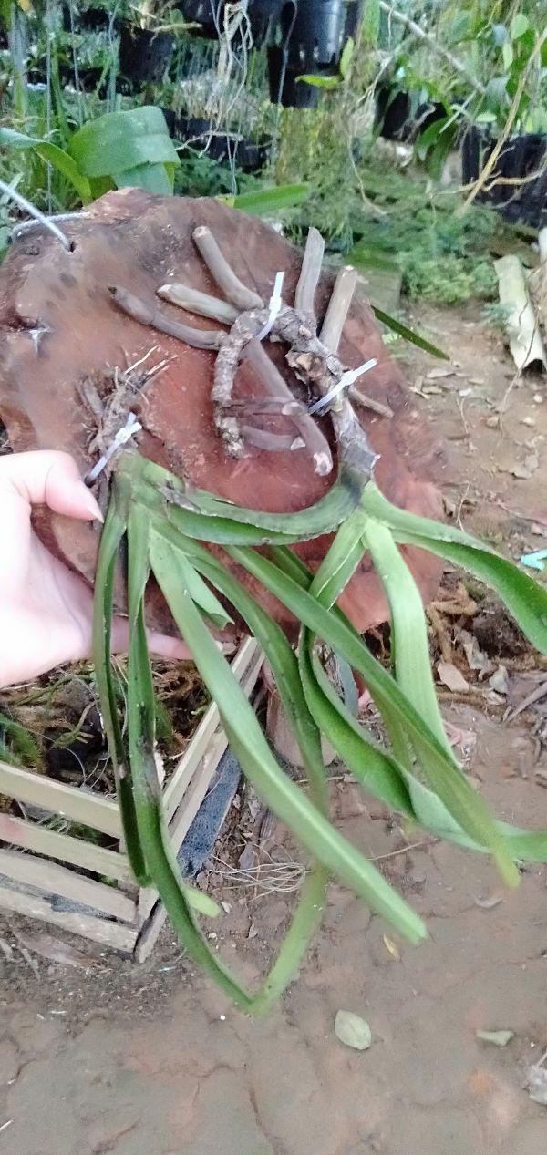 Hoa phong lan đuôi chồn cam kết chất lượng