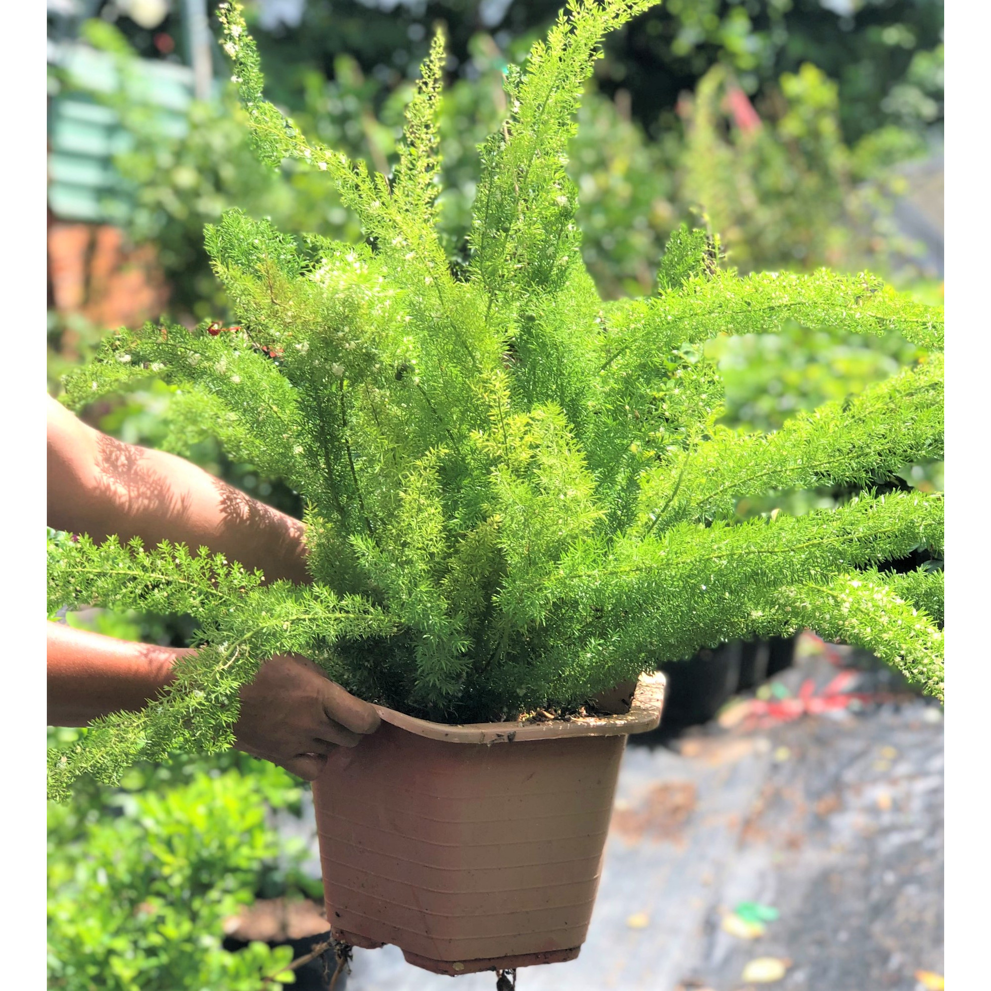 Chậu cây Tùng Đuôi chồn trang trí văn phòng - sân vườn