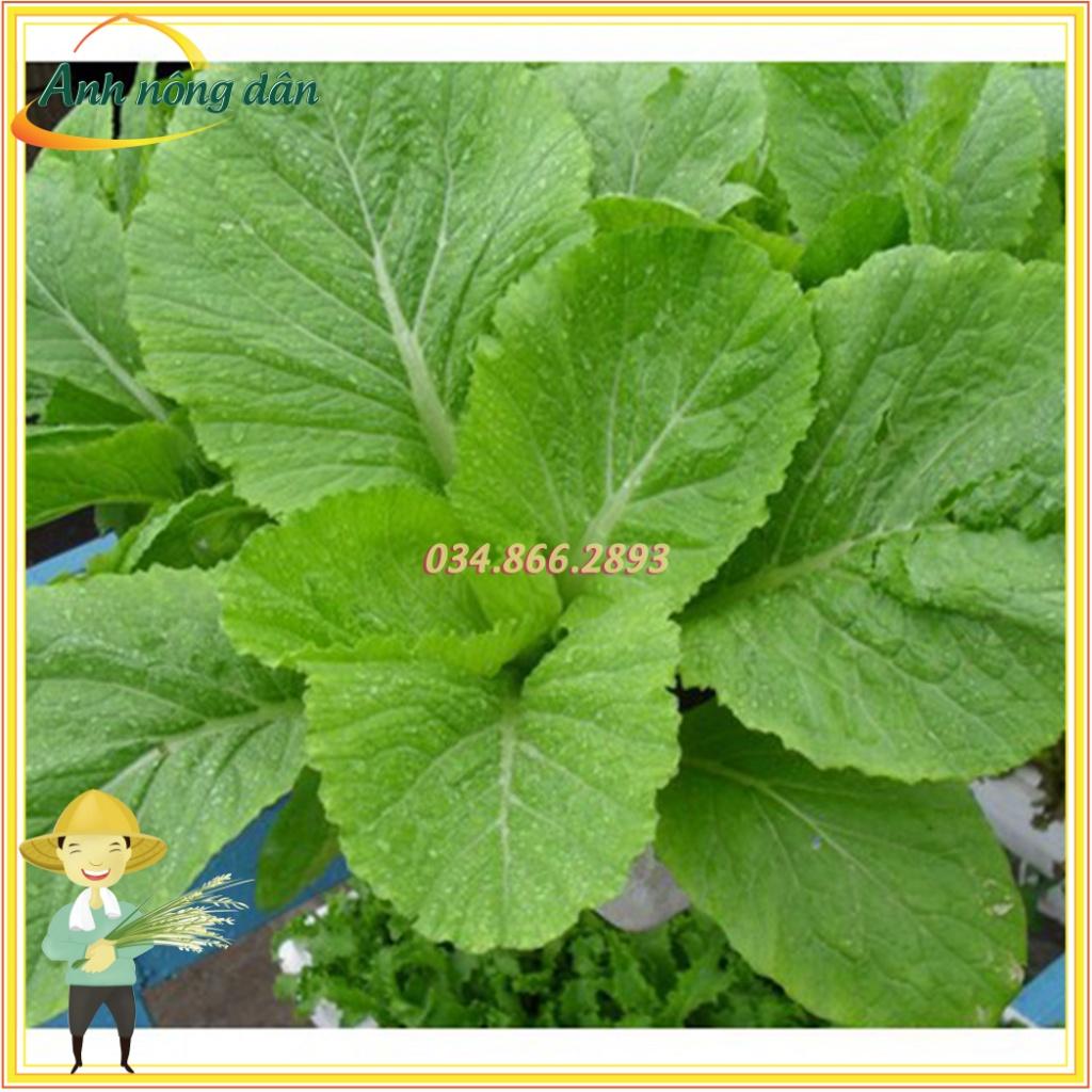 Gói 20g Hạt giống cải canh Hồng Kông cao sản nảy mầm tốt, dễ chăm sóc -Anh nông dân chính hiệu