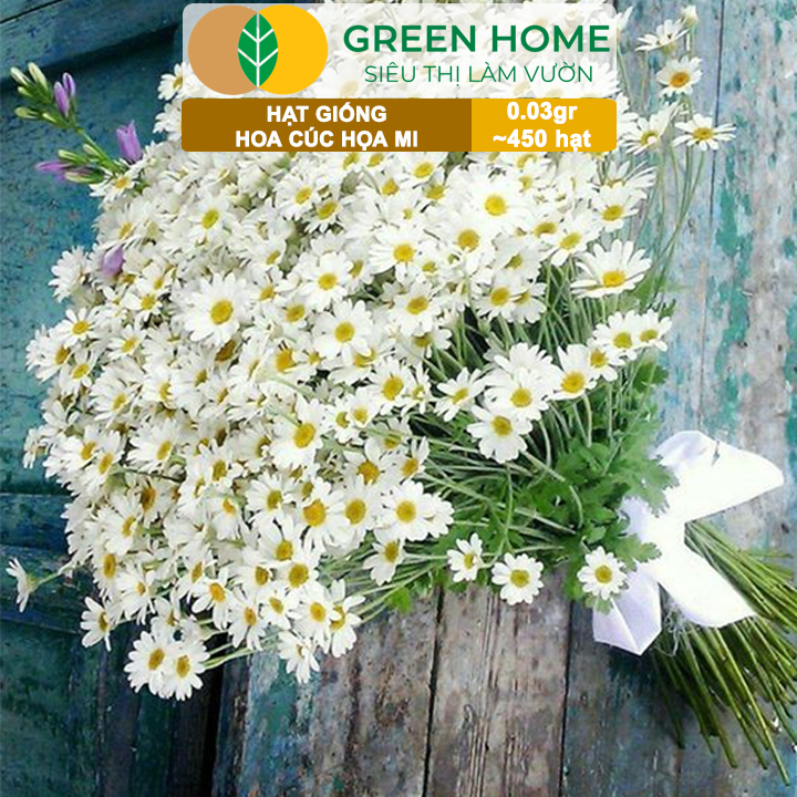 Hạt Giống Cúc Hoạ Mi Greenhome, Gói 0,03gr~450 hạt, Dễ Trồng Quanh Năm, Hoa Trắng, Nhuỵ Vàng H04