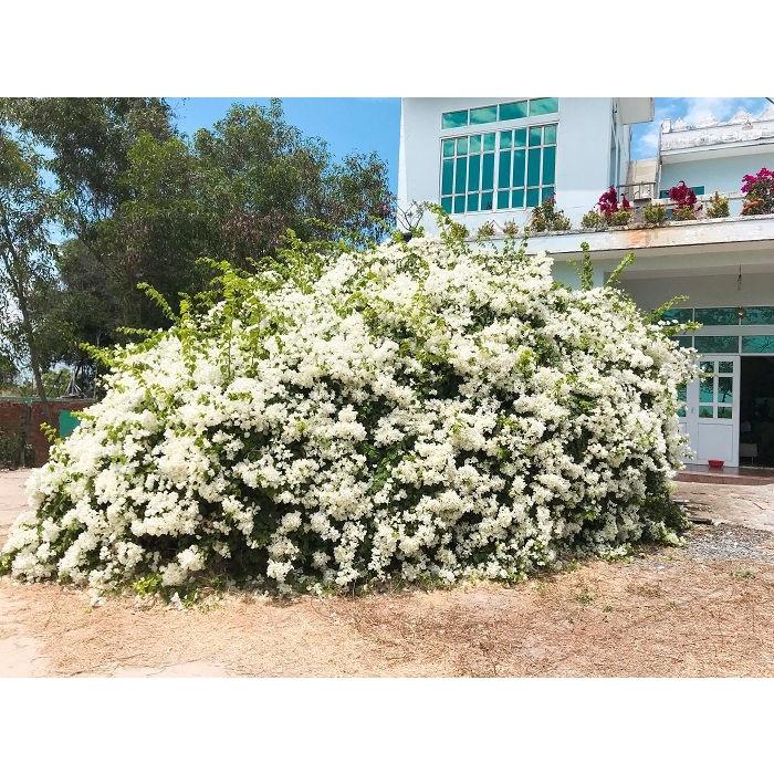 Hoa giấy trắng tuyết thái - chậu cây đang hoa, size cây nhỡ