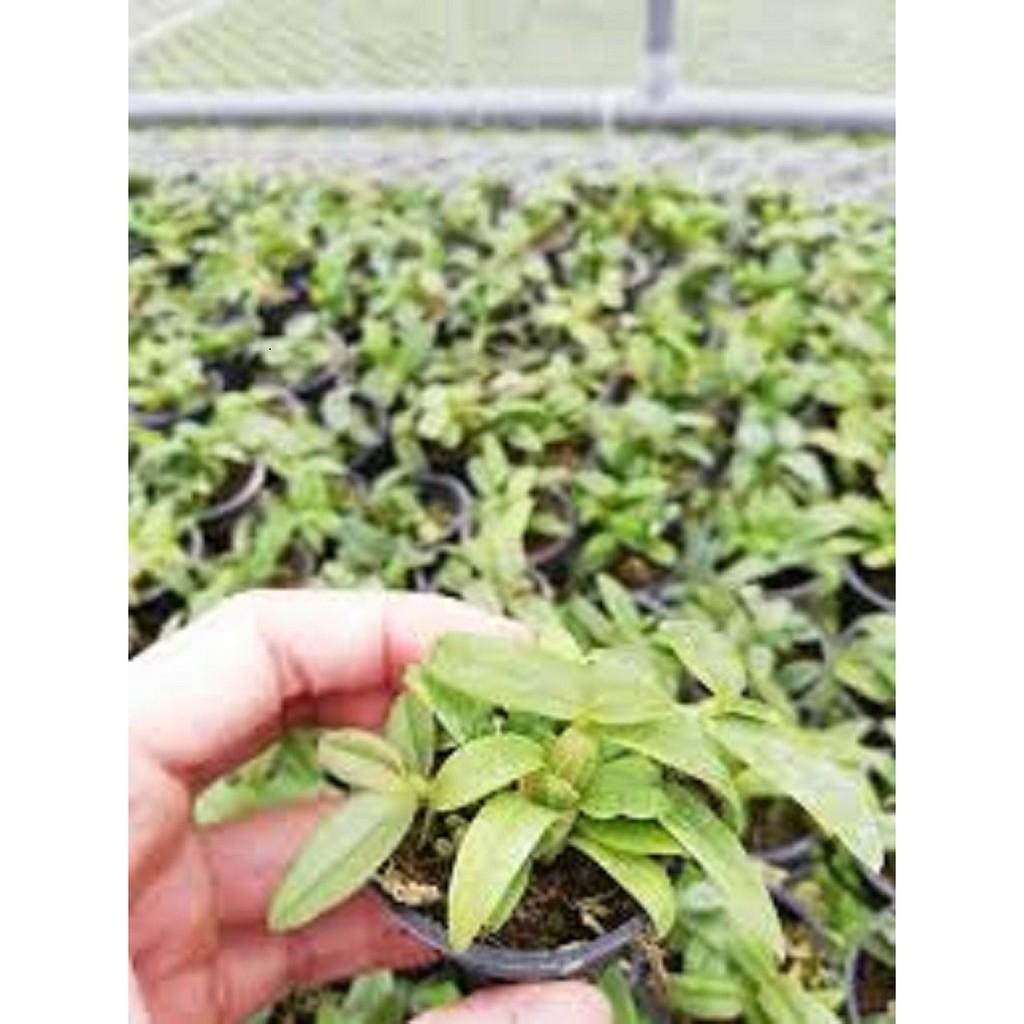 Cốc phi điệp 5 cánh trắng PLEIKU - hàng gieo hạt - hoa xổ số - hoa siêu đẹp