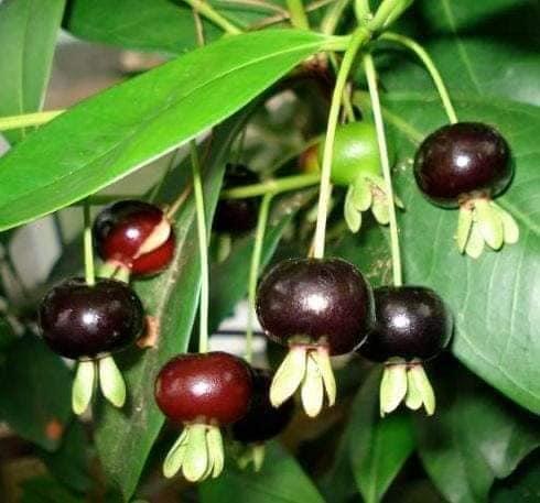 Cây cherry Brazil nhiệt đới dễ trồng chịu nhiệt tốt 1 năm ra quả