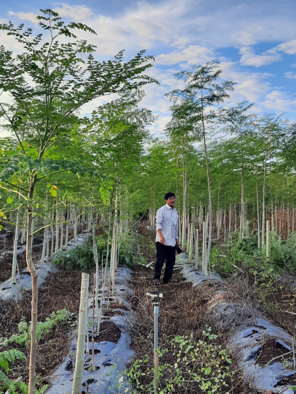 BỘT CHÙM NGÂY HERBAL FARM - 100G