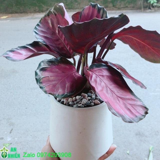 Chậu Đuôi Công tím