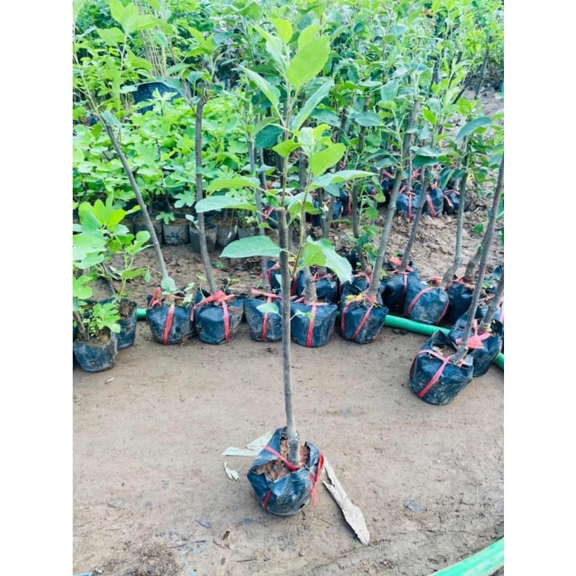 Giống Táo Đỏ Lùn F1