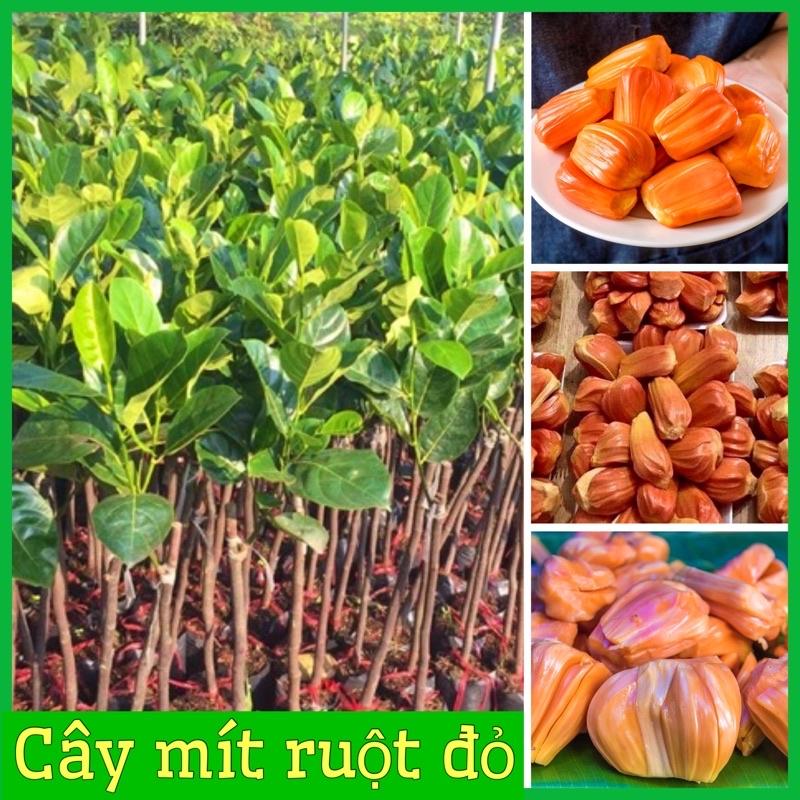 Cây mít ruột đỏ chuẩn giống cây F1 không sâu bệnh cho quả sau hơn một năm, quả ngọt múi có màu đỏ bên trong có mật