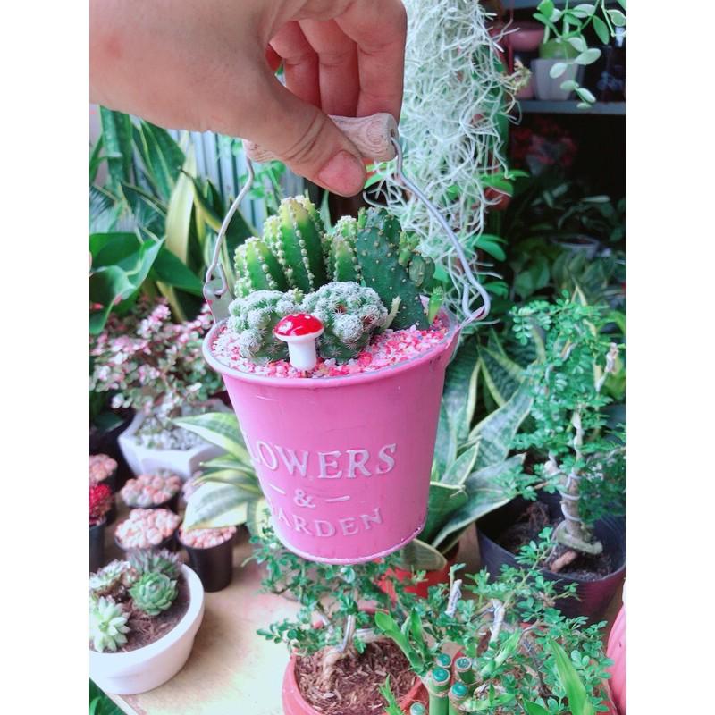 Chậu Xương Rồng Tiểu Cảnh