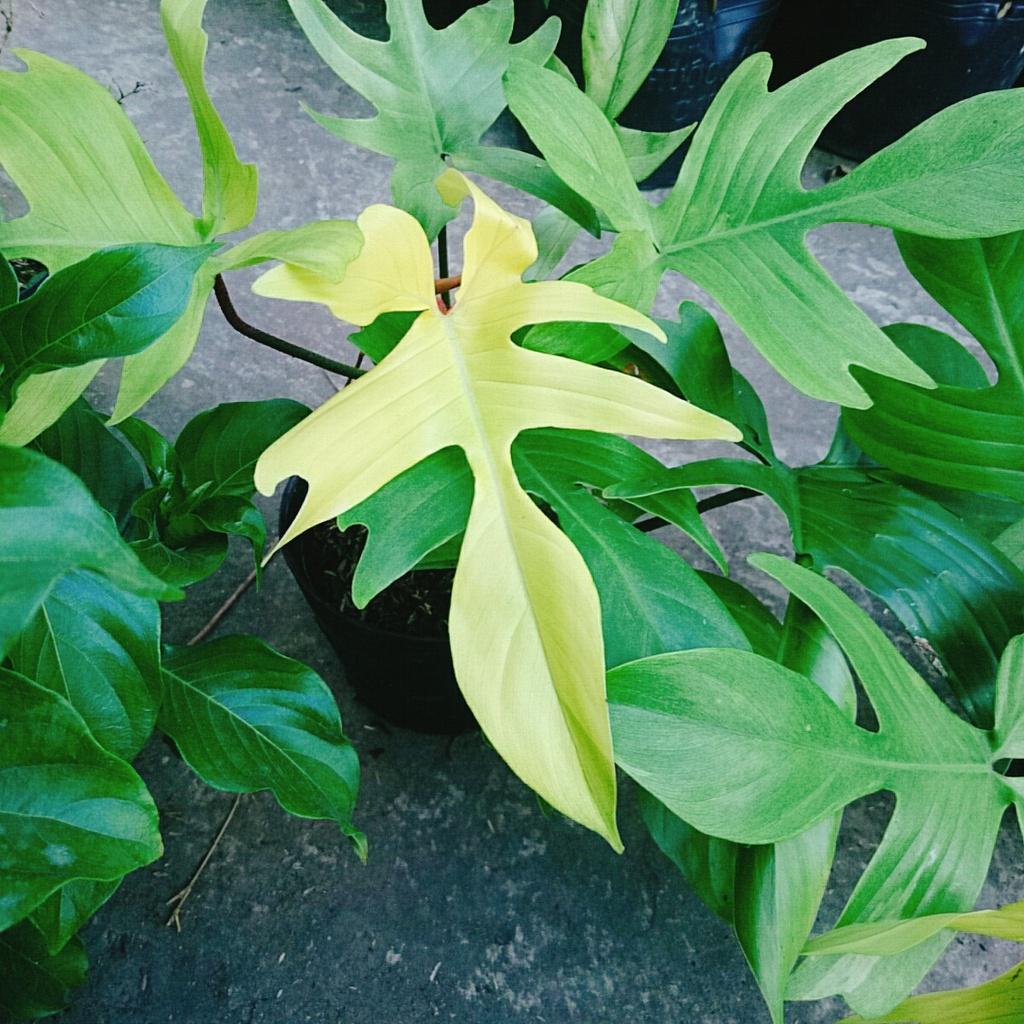 Trầu Bà Cánh Én Vàng - Philodendron Florida Ghost