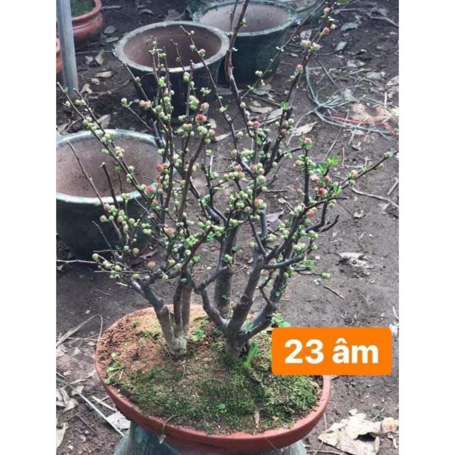 Mai Đỏ bonsai TỨ QUÝ CHẬU HOA QUANH NĂM SIÊU ĐẸP +Tặng 02 cây nhót ngọt