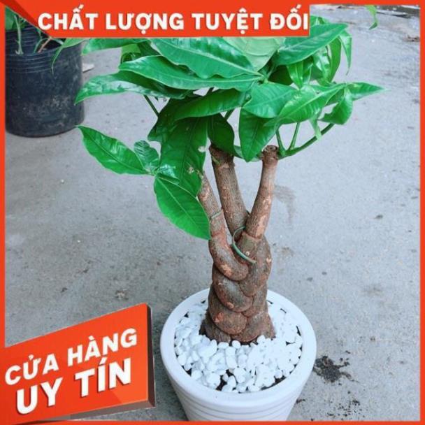 Chậu Kim Ngân 3 Thân Thắt Bính