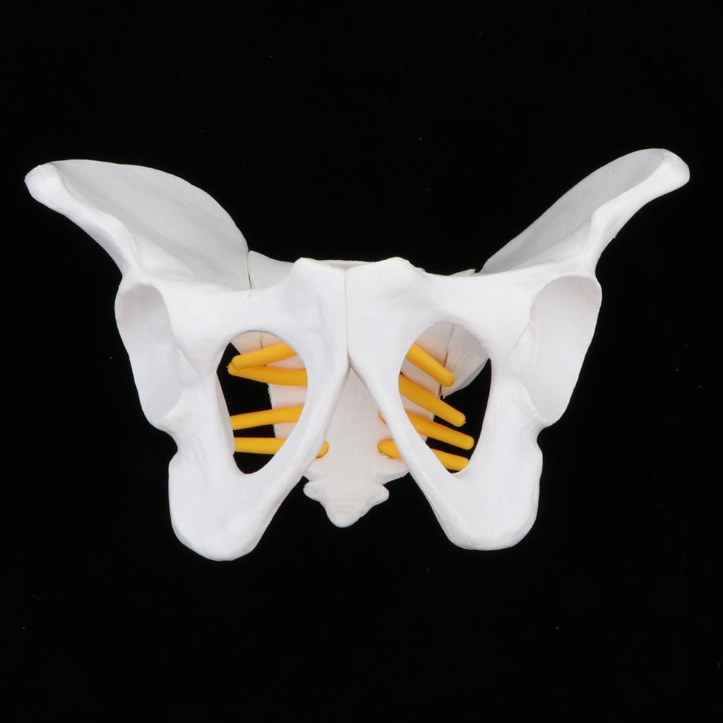Model - Small Size Female  Skeleton  Model