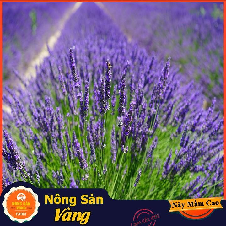 Hạt giống Hoa Oải Hương