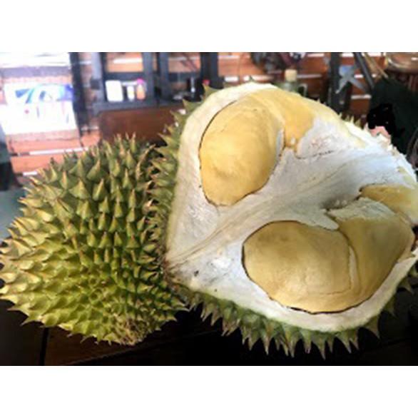 Cây giống Sầu Riêng Khổ Qua. .