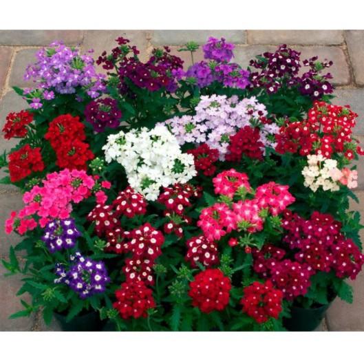50hạt hoa vân anh nhiều màu F1