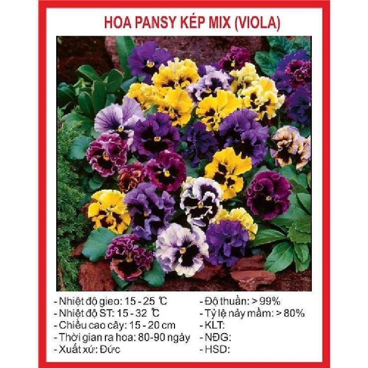 Hạt giống hoa pansy hoa cánh kép nhiều màu 50hạt/gói
