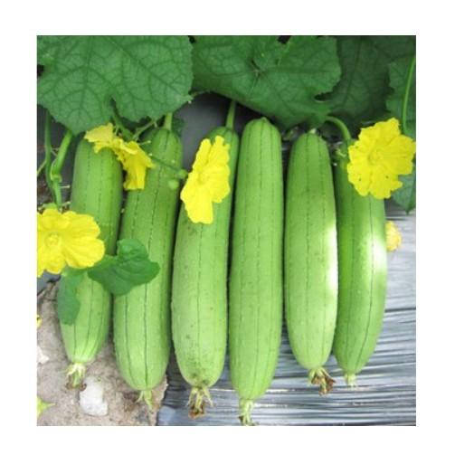 Hạt giống mướp hương Thái lan cao sản