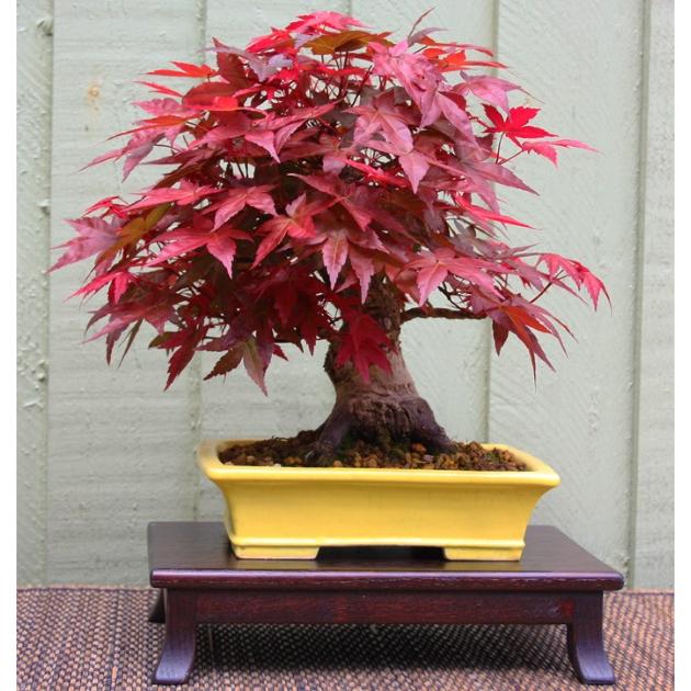 Hạt Giống Cây Phong Lá Đỏ -