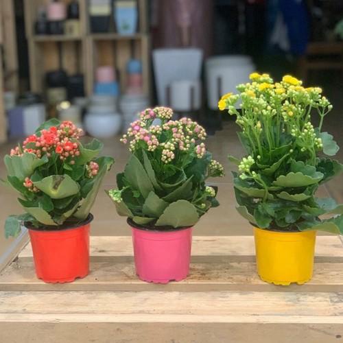 CHẬU HOA SỐNG ĐỜI CÁNH KÉP ĐỦ MÀU,CHẬU HOA SỐNG ĐỜI CÁNH KÉP ĐỦ MÀU - nchsdckdh
