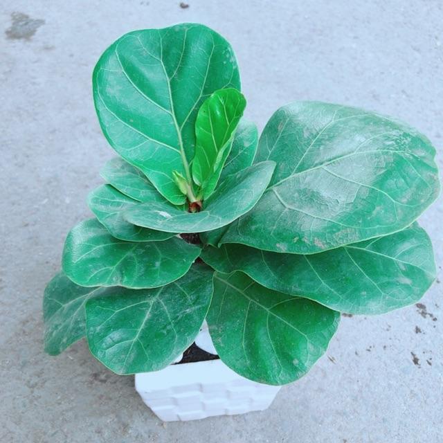 Chậu Bàng Singapore