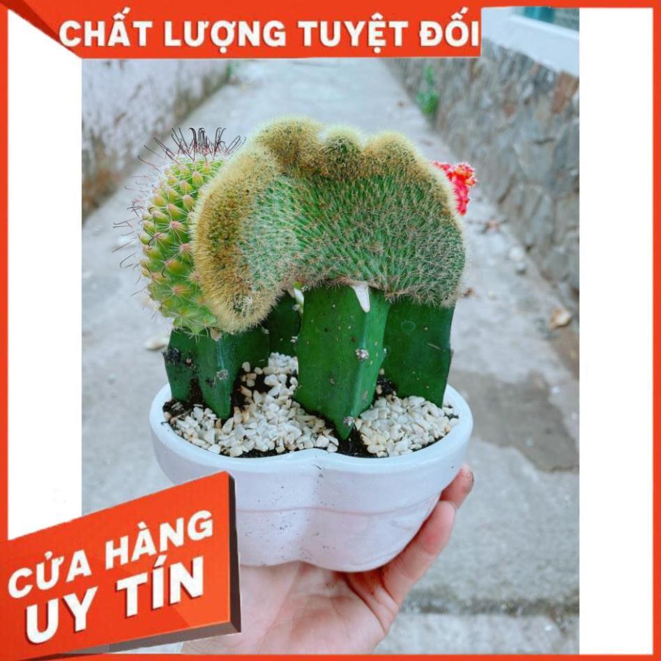 Chậu xương rồng tiểu cảnh