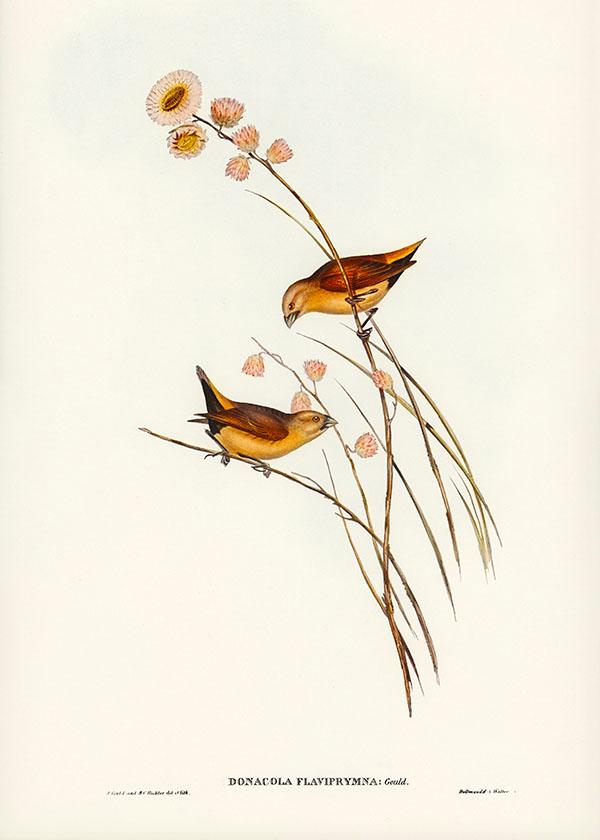 Tranh canvas vintage  - Chim di (Donacola flaviprymna, Gould) - BVT-39
