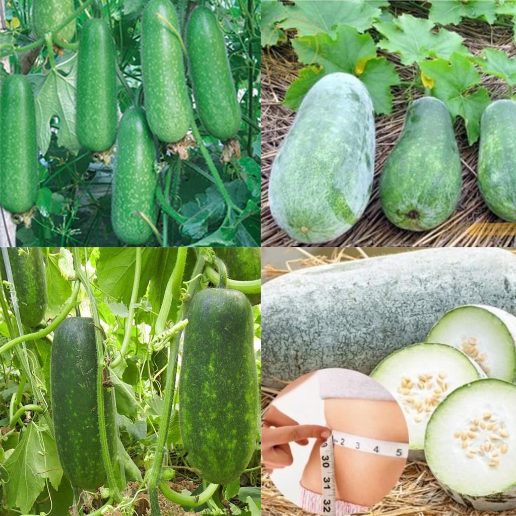 Hạt giống bí đao siêu trái dễ trồng kháng bệnh tốt năng suất cao gói 15 hạt cửa hàng hạt giống uy tín