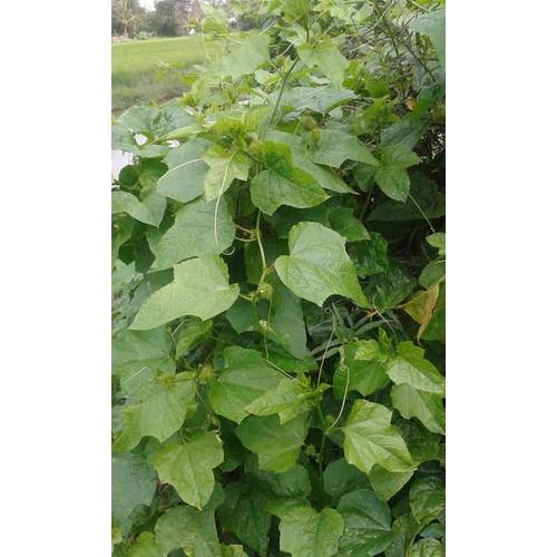 500gr đọt non lạc tiên tươi sạch - hàng nhà trồng