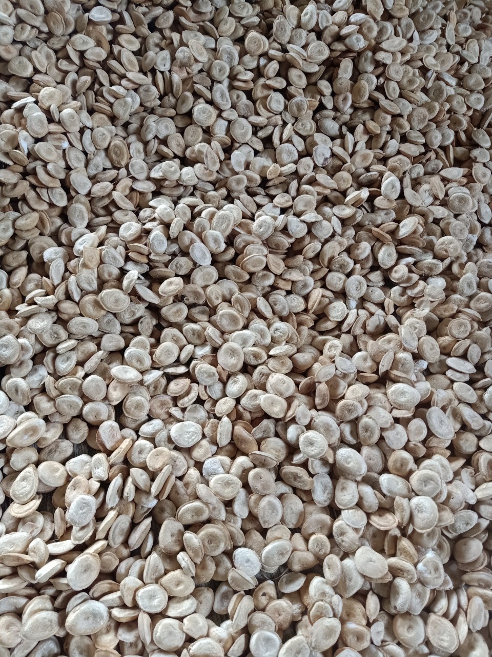 Giá đầu nguồn hạt mã tiền rừng Tây Nguyên khô 1kg cao cấp nguonduoclieu mát xa , xoa bóp nhức mỏi ngân cốt, đau lưng rất tốt