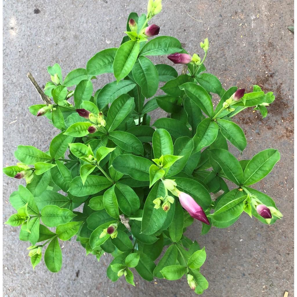 Chậu cây Hồng Anh hoa tím cao 70 cm