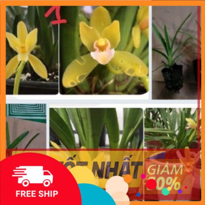 Hoa lan kiếm, LAN KIẾM PHAN TRÍ CÂY GIỐNG