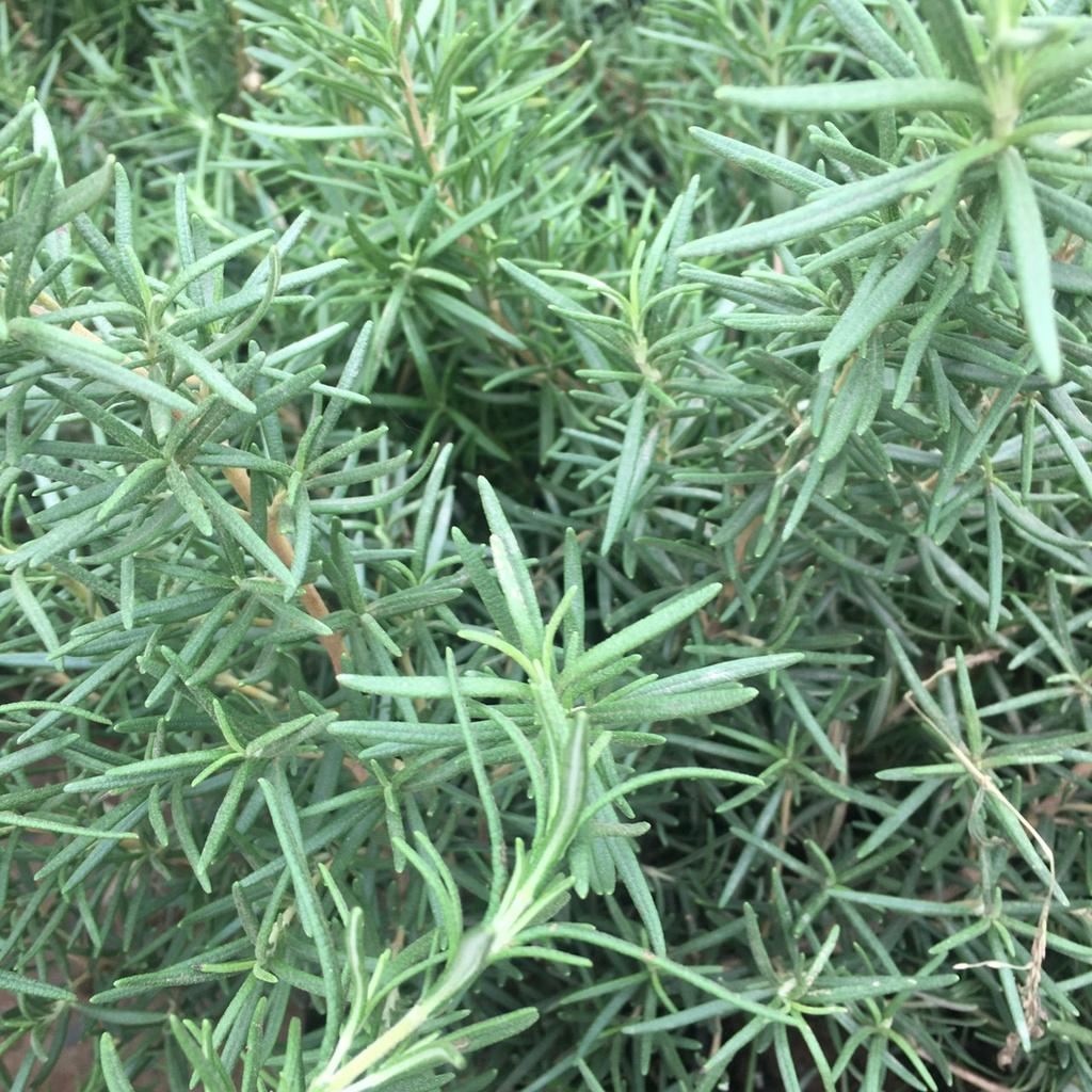 Cây Hương Thảo Rosemary Cao 30cm Toả Hương Dịu Nhẹ,Làm Gia Vị,Đuổi Muỗi