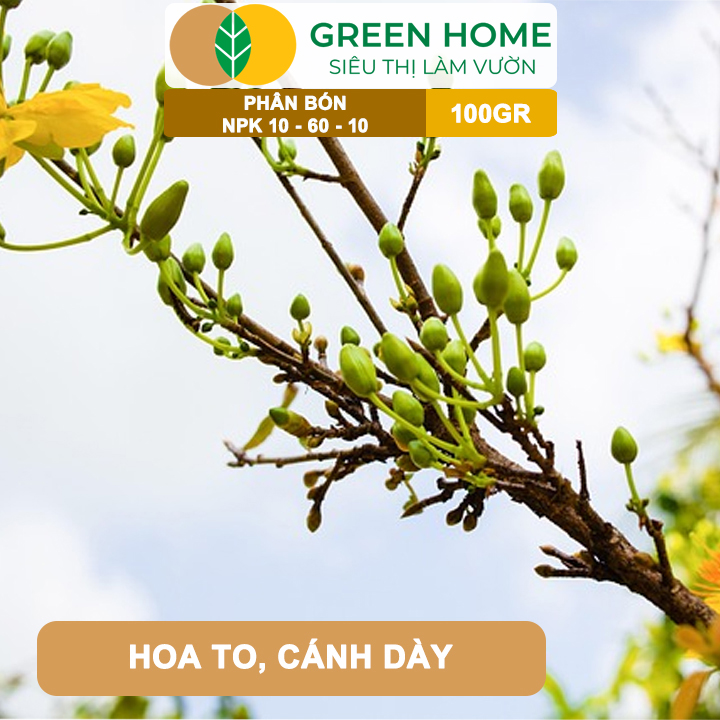 Phân Bón NPK 10-60-10 GreenHome, Hũ 100gr, Tạo Nụ, Kích Thích Ra Hoa Mai Vàng Mạnh Mẽ