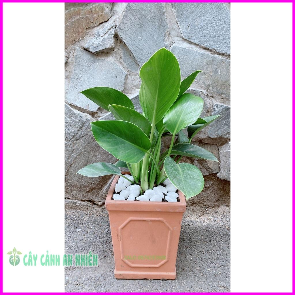 Chậu Trầu Bà Đế Vương Xanh