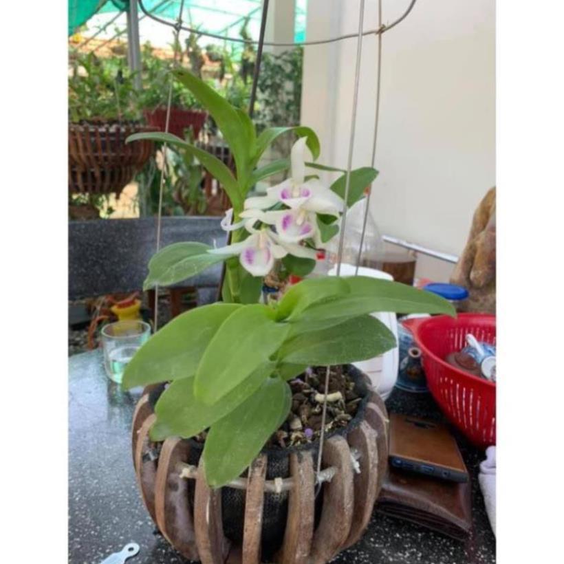 Phong lan phi điệp 5 cánh trắng Hiển Oanh cây giống 7-10cm cây cực đẹp