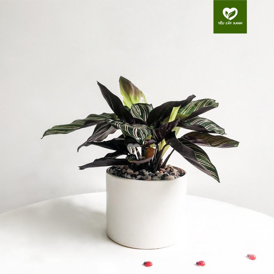 Cây Đuôi Công Tím để bàn - Calathea Medallion