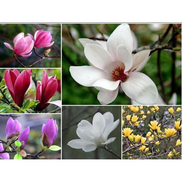 Cây Giống Hoa Mộc Lan đủ màu chọn được mau