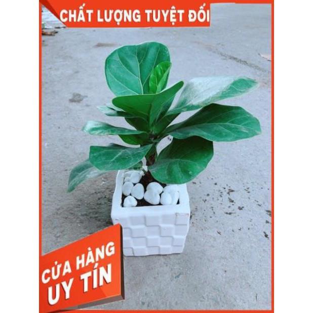 Chậu Bàng Singapore