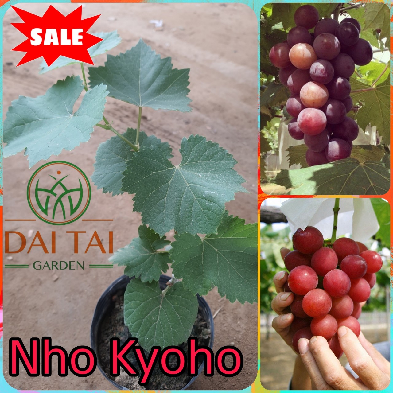 Cây Nho Kyoho Giống Mới Trái Ngọt - Hướng Dẫn Kĩ Thuật Đến Ra Trái