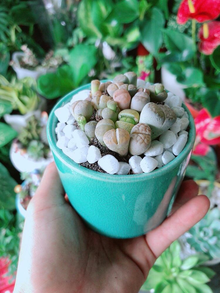 Chậu Cây Thạch Lan -Hoa Sỏi