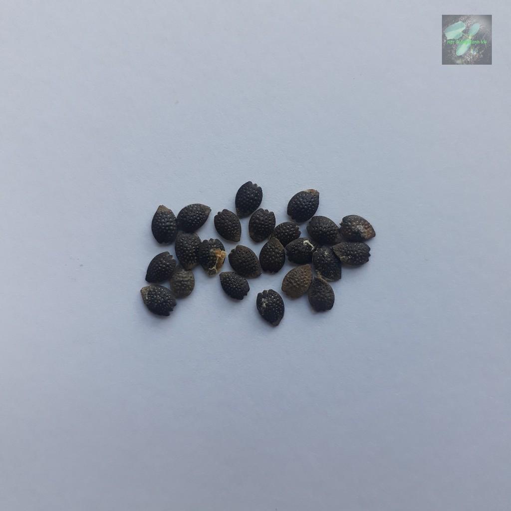 Hạt giống Chanh dây , đóng gói 1gr