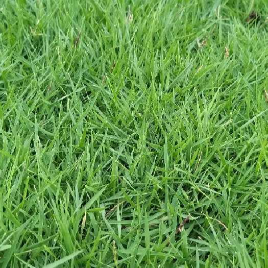 Hạt Giống Cỏ Nhung Nhật gói 100g