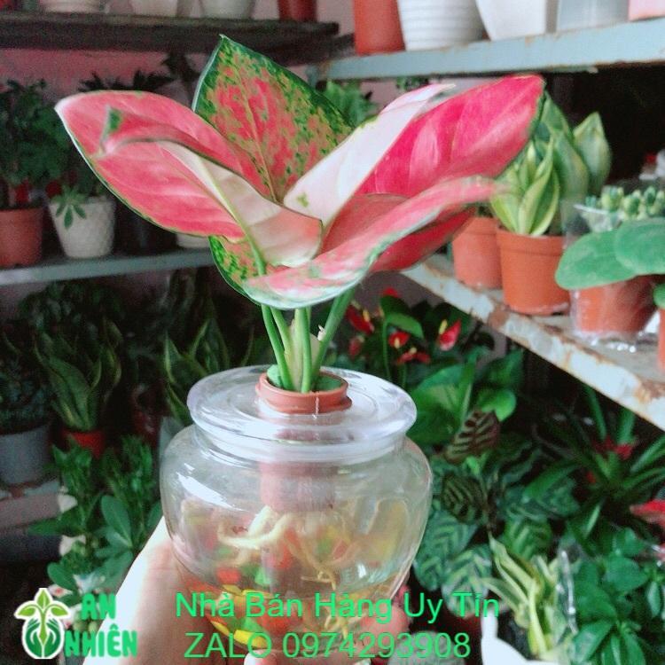 Chậu Cây Vạn Lộc Thuỷ Sinh
