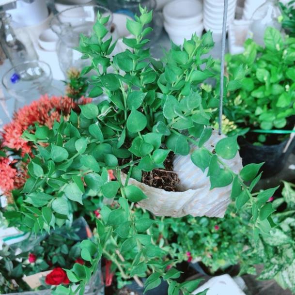 Chậu ốc cây lá tim treo