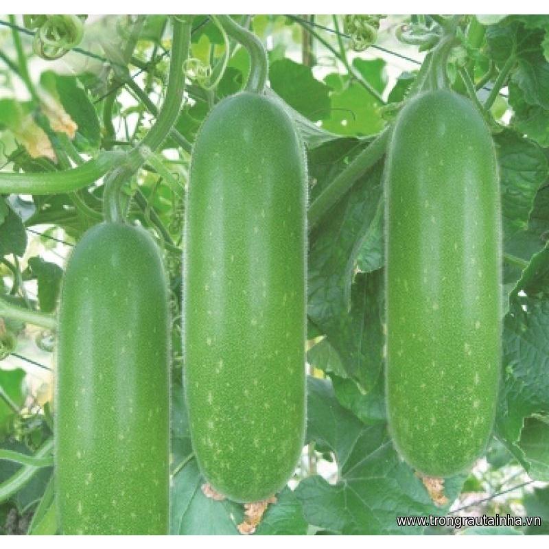 Combo 2 gói Hạt giống bí đao chanh lai siêu trái F1 -gói 10 hạt