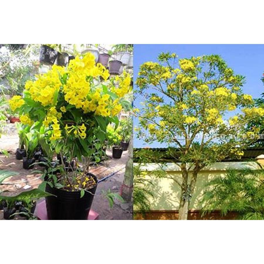 Cây HOA CHUÔNG VÀNG , hàng cây LỚN gửi đi nguyên bầu HOA SIÊU ĐẸP