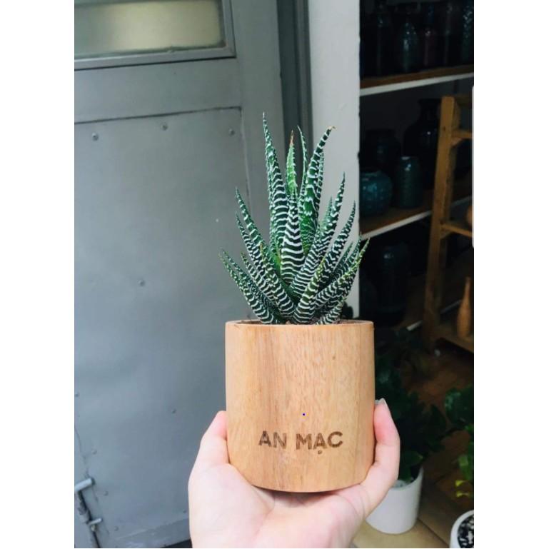 Chậu cây gỗ độc đáo,để văn phòng bàn làm việc, quà tặng sinh nhật